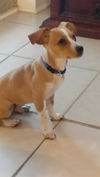 Toby 6