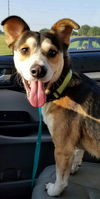 Roscoe 3
