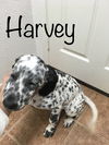 Harvey 1