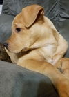 Shiner