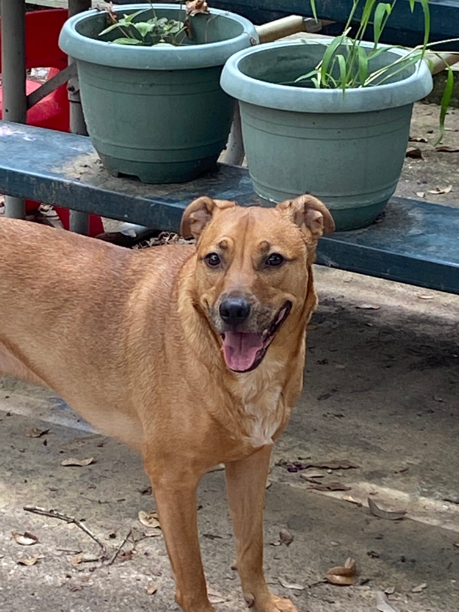adoptable Dog in Houston, TX named Sparten