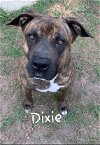 Dixie 10