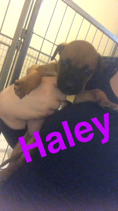 Hailey 2