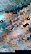 Cassidy 2