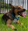 Bruiser 3