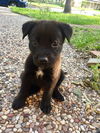 Dolly 2