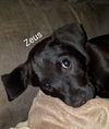 Zeus 3