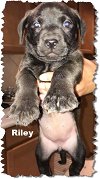 Riley 7