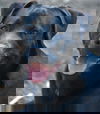 Riley 7