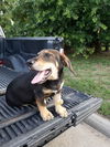 Beauregard