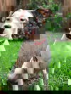 Roscoe 4