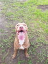 Asher 3