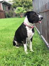 Lucy 11