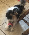 Huckleberry