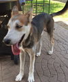 Buster 3