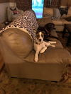 Dottie