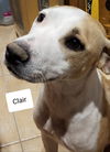 Claire 2