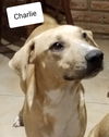 Charlie 5