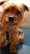 Cooper 6