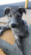 Finnegan
