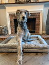 Finnegan