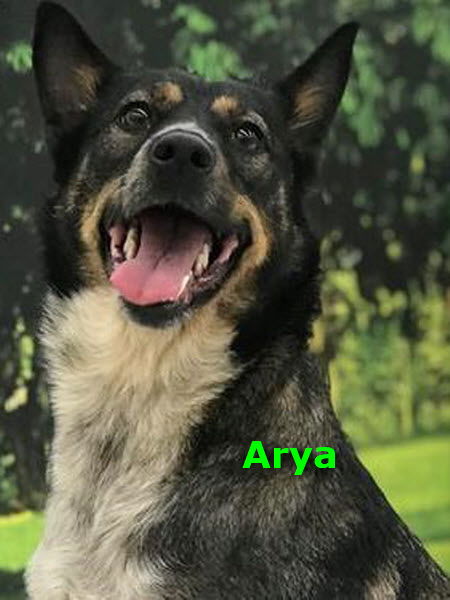 Arya