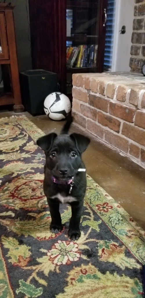 Maya