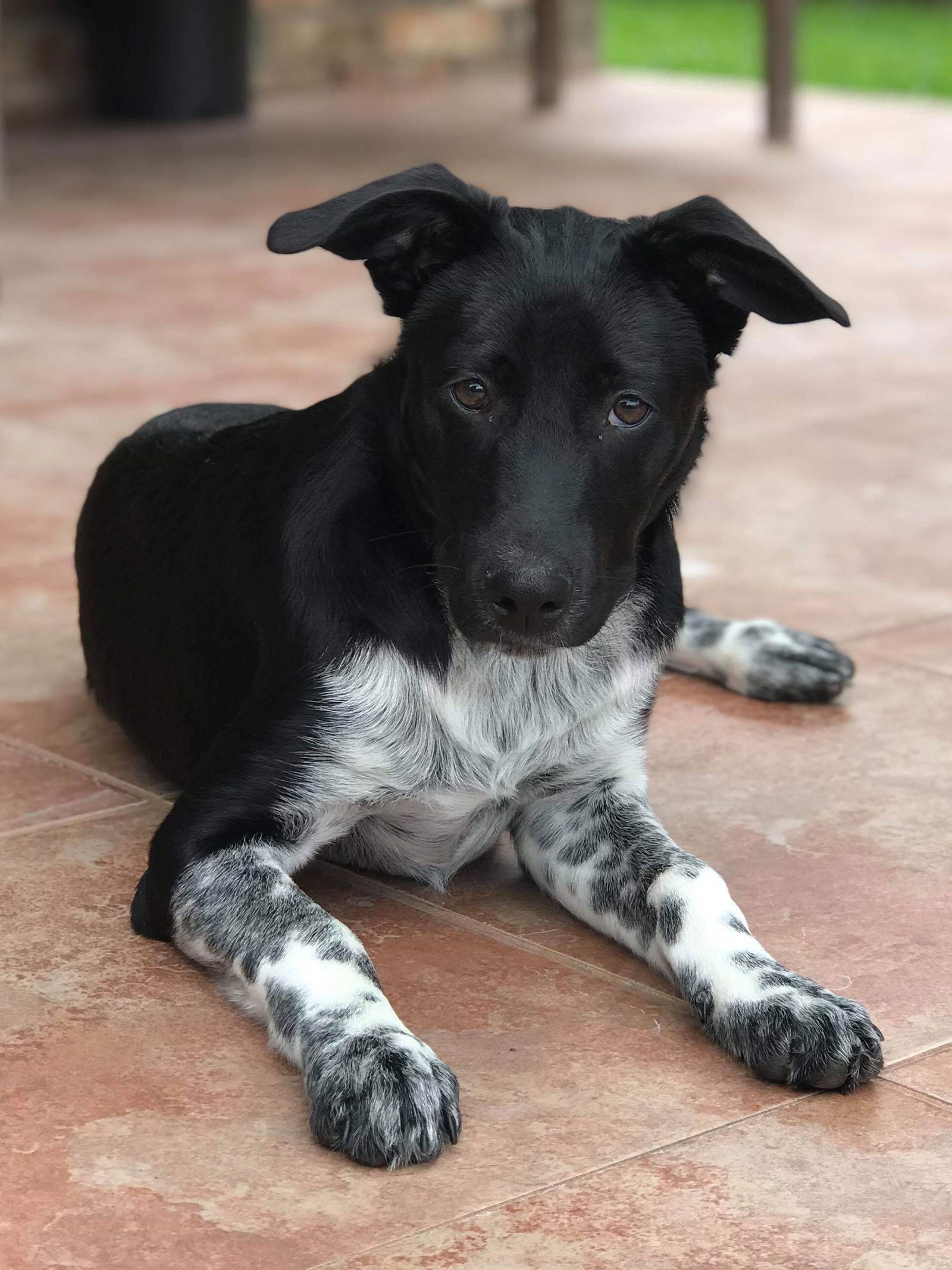 Black and white blue sales heeler