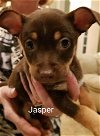 Jasper 6