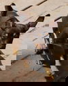 Jasper 6