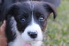Hattie