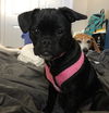 Charlie-girl