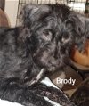 Brody 5