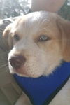 Buddy