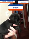 Pearl