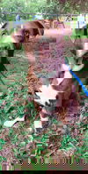 Duke 2