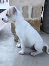 Murphy 2
