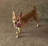 Chi Chi