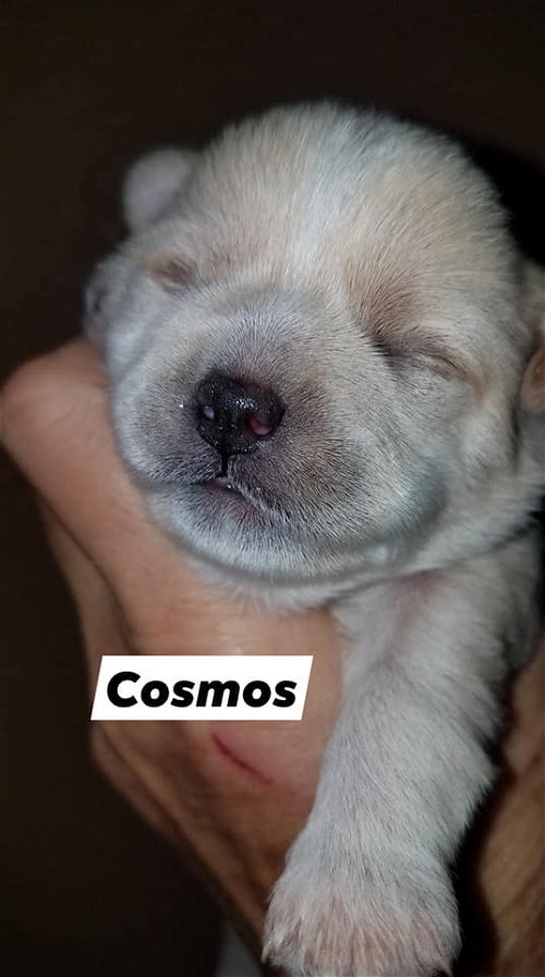 Cosmo 2