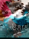 Rorric