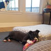 Pup Tart