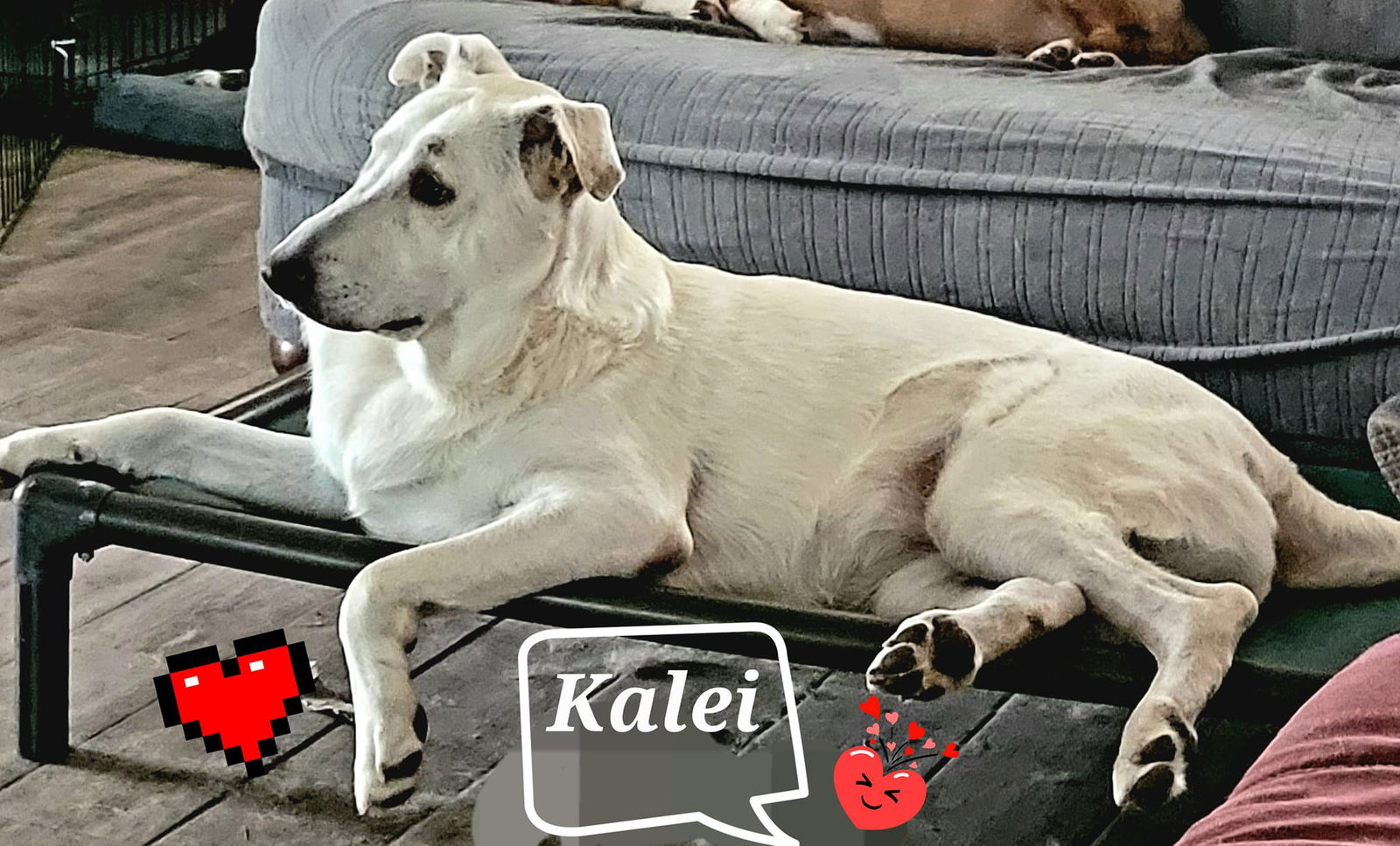 adoptable Dog in Spring, TX named Kalei