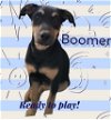 Boomer 4