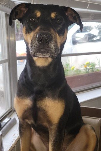 adoptable Dog in Spring, TX named Boomer 4