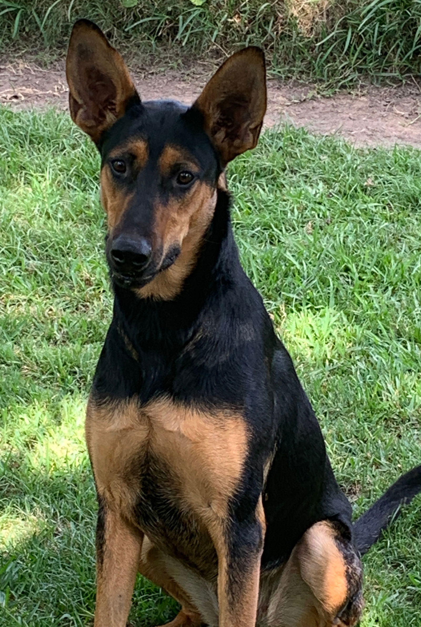 German shepherd clearance pinscher mix