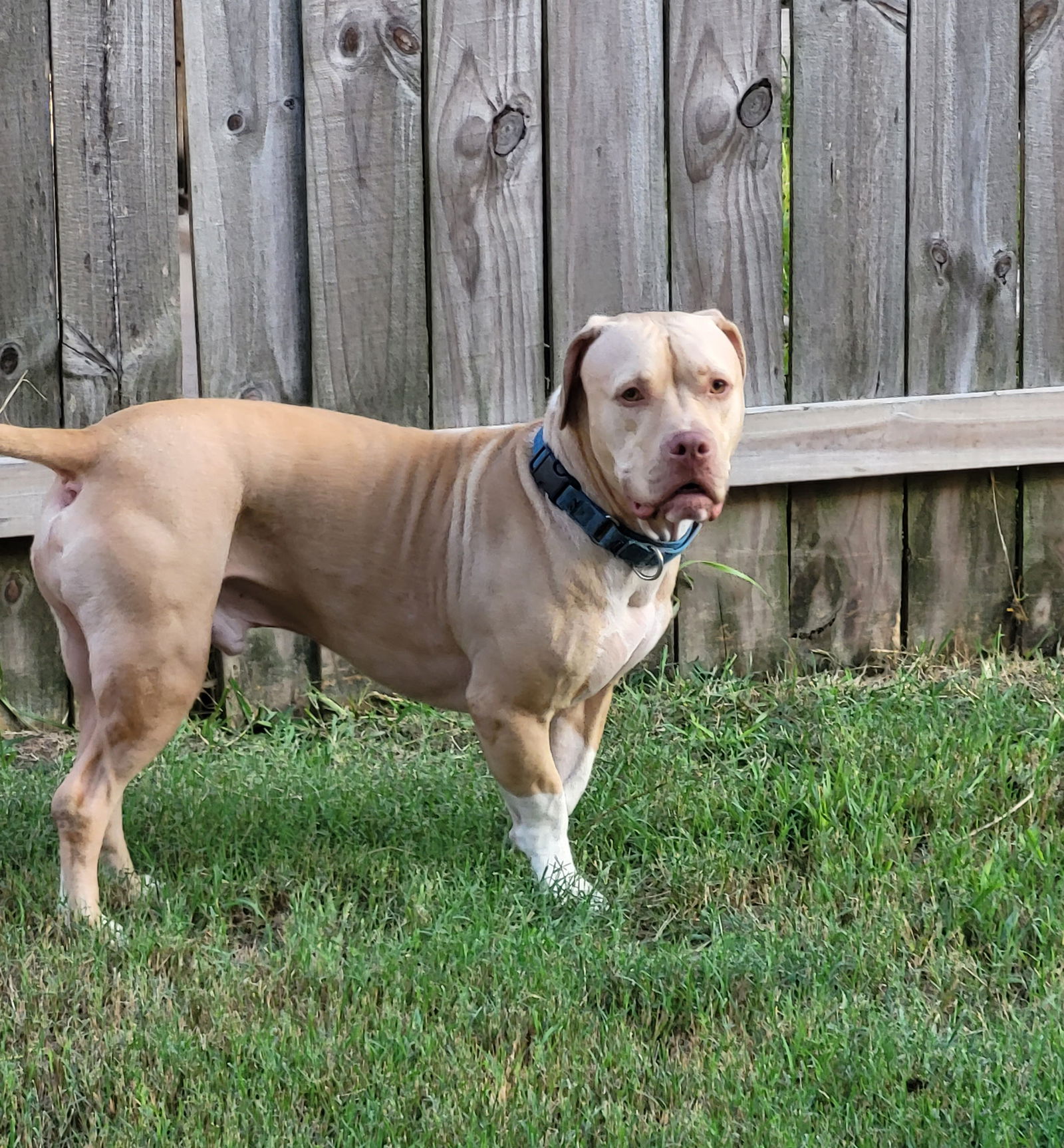 adoptable Dog in Spring, TX named Gunnar 2