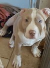Kody