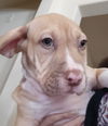 Dozer