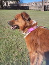 Sadie Mae