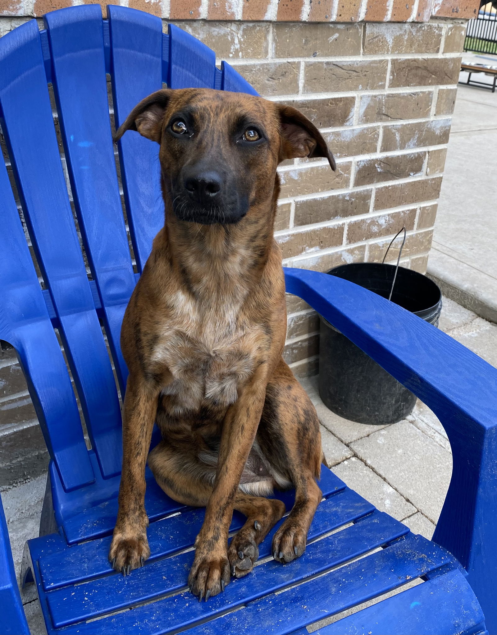 adoptable Dog in Spring, TX named Lucy Sonora